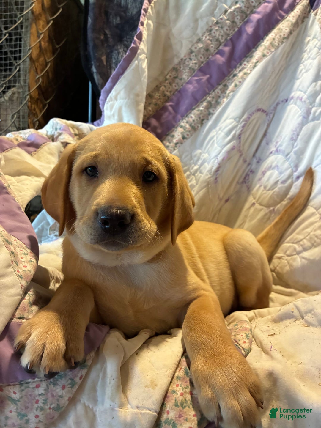 Labrador Retriever dogs for sale: Snickers - Image 4