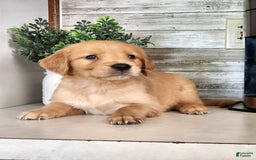Golden Retriever dogs for sale: Dan - Image 3