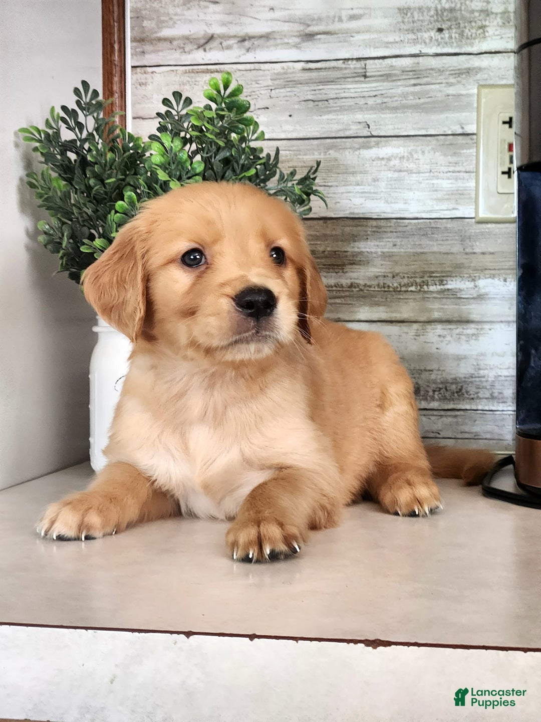 Golden Retriever dogs for sale: Dan - Image 3