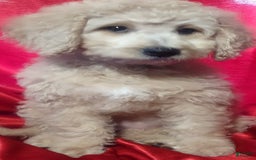 Goldendoodle dogs for sale: Mini Goldendoodle F1b2 - Image 7