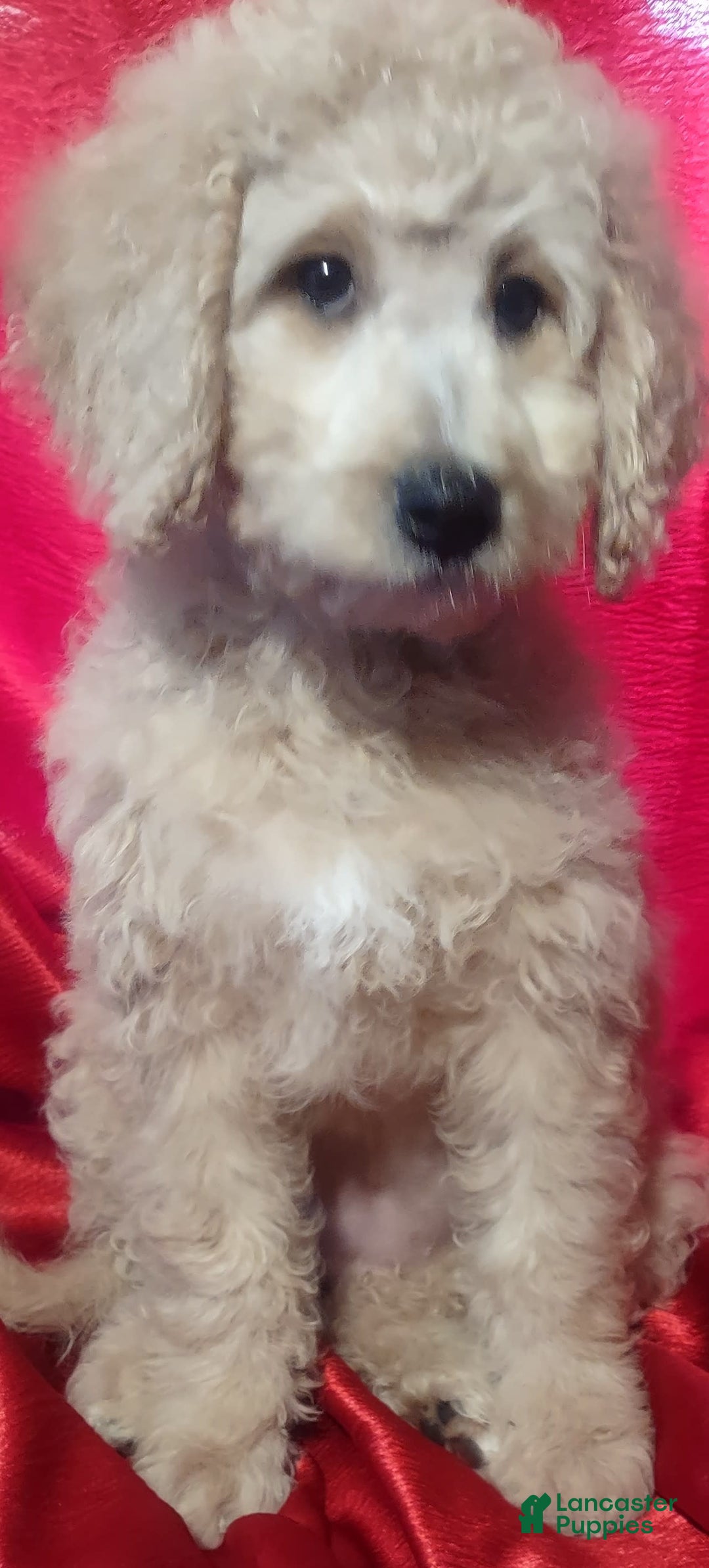 Goldendoodle dogs for sale: Mini Goldendoodle F1b2 - Image 7