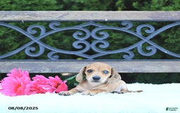 Miniature Dachshund dogs for sale: Skylar - Image 3