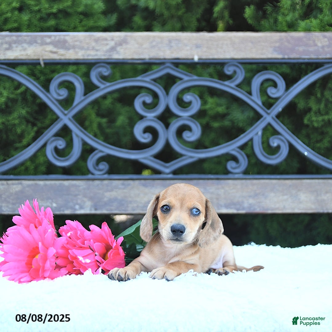 Miniature Dachshund dogs for sale: Skylar - Image 3