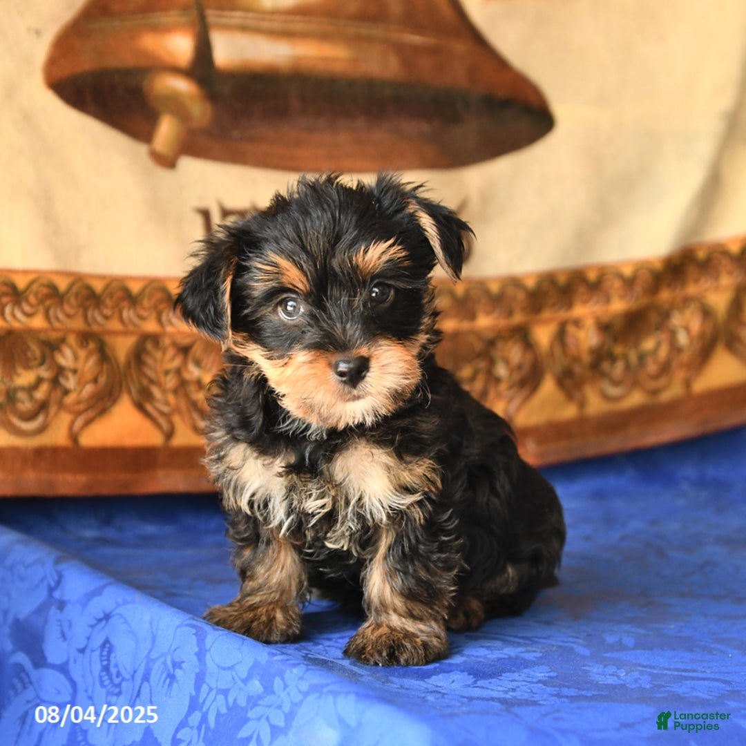 Yorkshire Terrier dogs for sale: Felix - Image 2