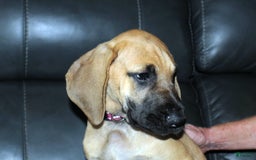 Great Dane dogs for sale: Linda - Image 4