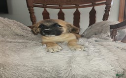 German Shepherd dogs for sale: Fluffy - Image 2