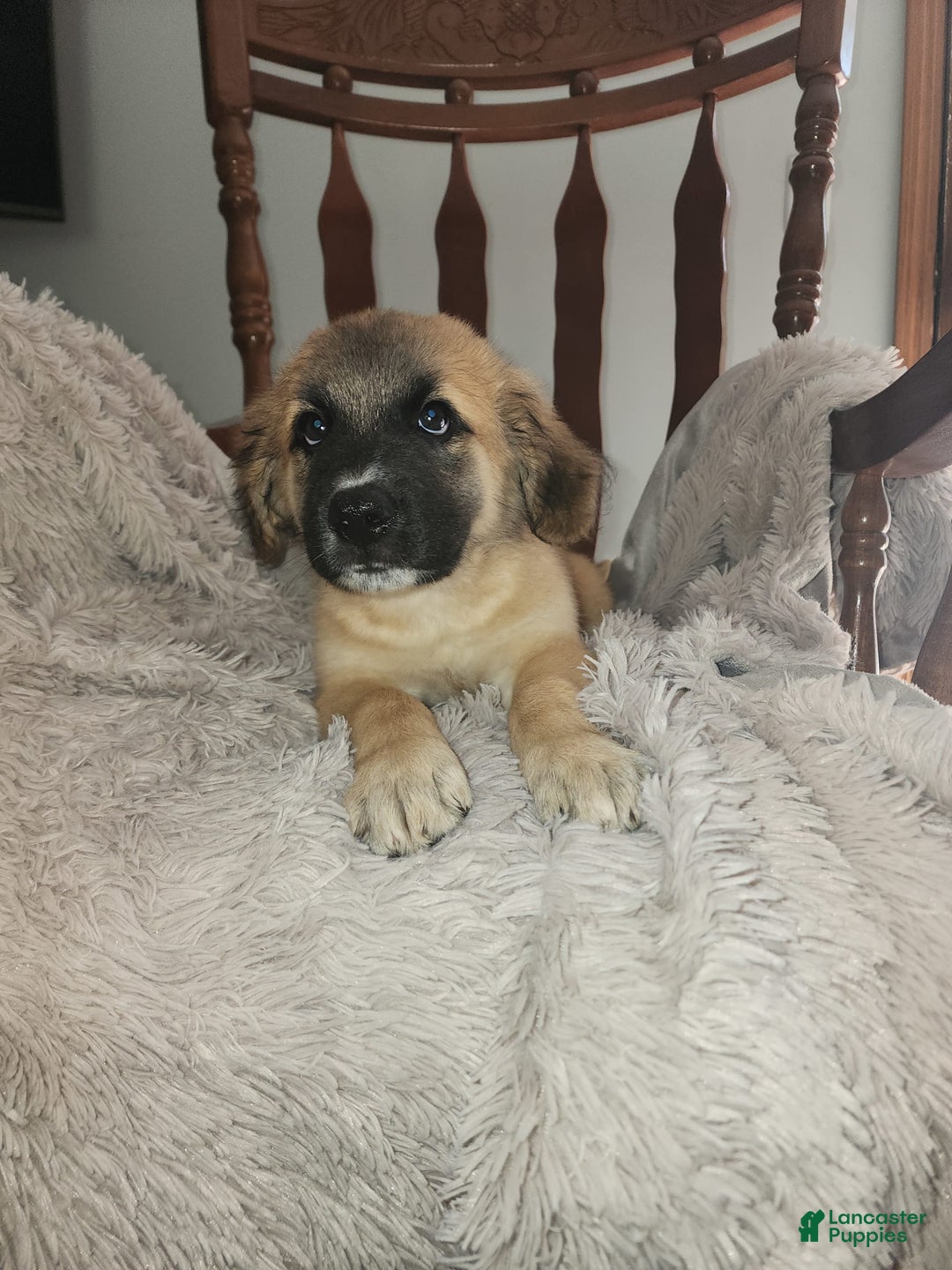 German Shepherd dogs for sale: Fluffy - Image 2