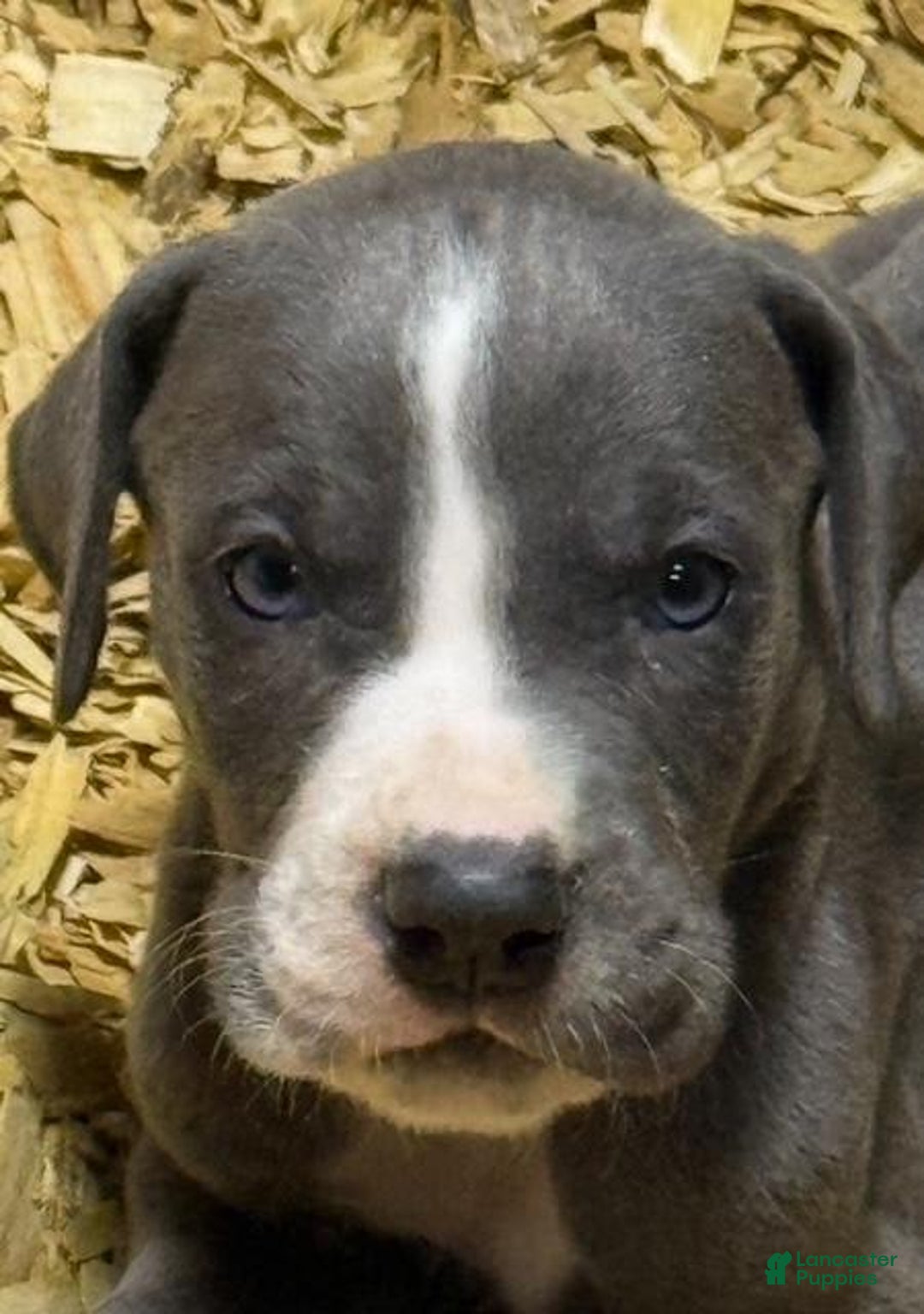 Great Dane dogs for sale: Lance - Blue Mantle - Image 2