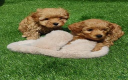 Maltipoo dogs for sale: Orion - Image 4