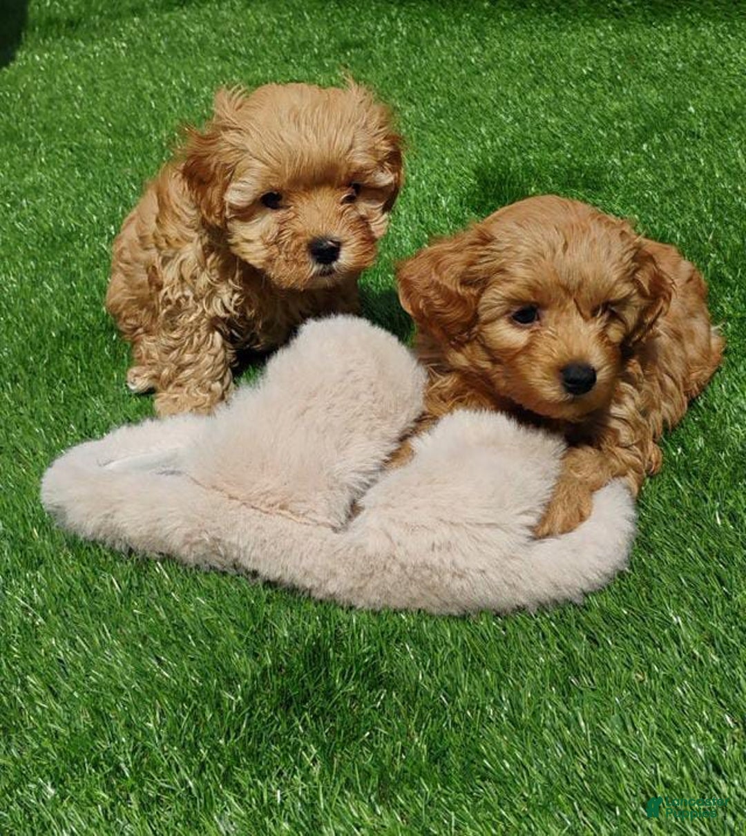 Maltipoo dogs for sale: Orion - Image 4