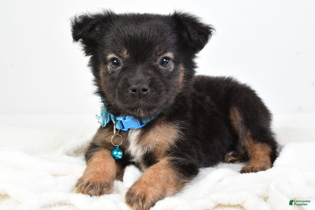 French Bulldog dogs for sale: Clifford - Image 8