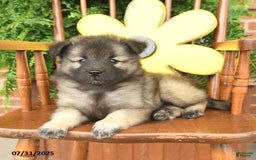 Keeshond dogs for sale: Tootsie - Image 3