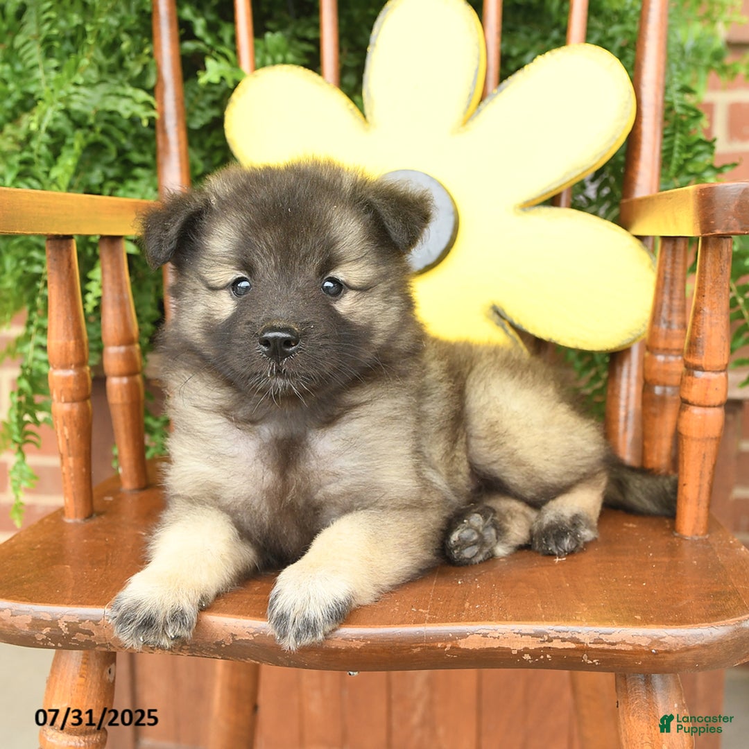 Keeshond dogs for sale: Tootsie - Image 3