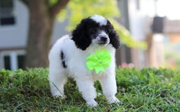 Miniature Poodle dogs for sale: Oreo - Image 19