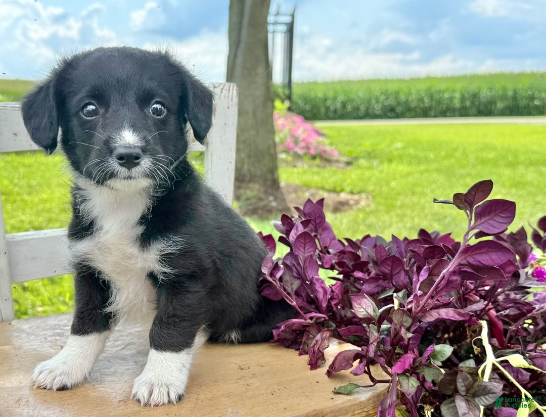Welsh Corgi Pembroke dogs for sale: Welsh Corgi (Pembroke) 5 puppies - Image 12