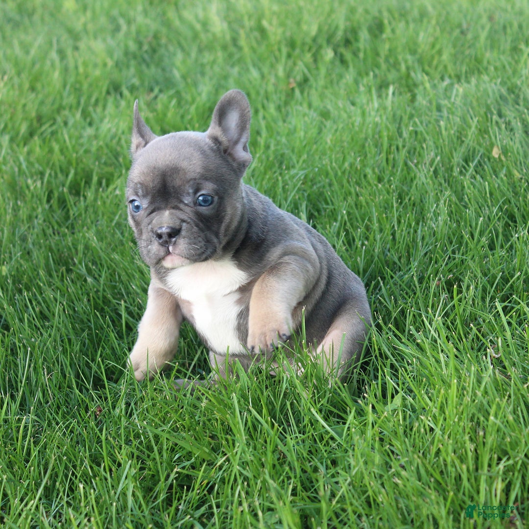 French Bulldog dogs for sale: French Bulldog 3 puppies - Image 31