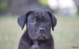 Cane Corso dogs for sale: Rocco - Image 2