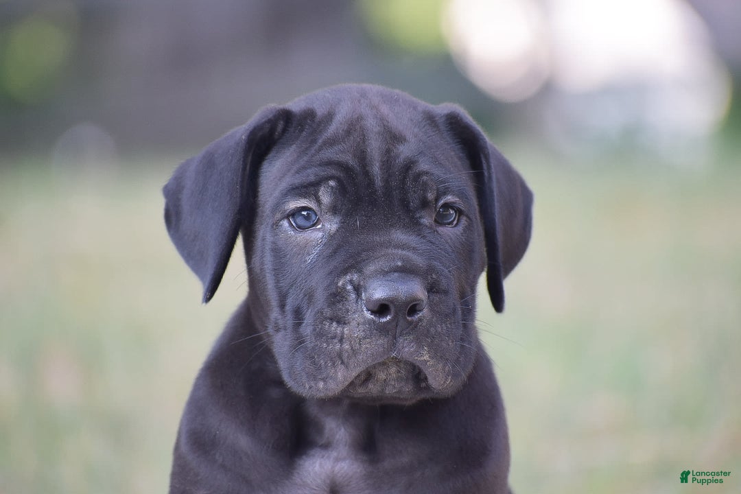 Cane Corso dogs for sale: Rocco - Image 2