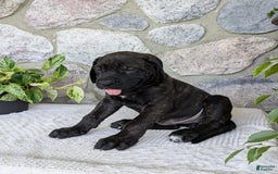 English Mastiff dogs for sale: Berkley - Image 8