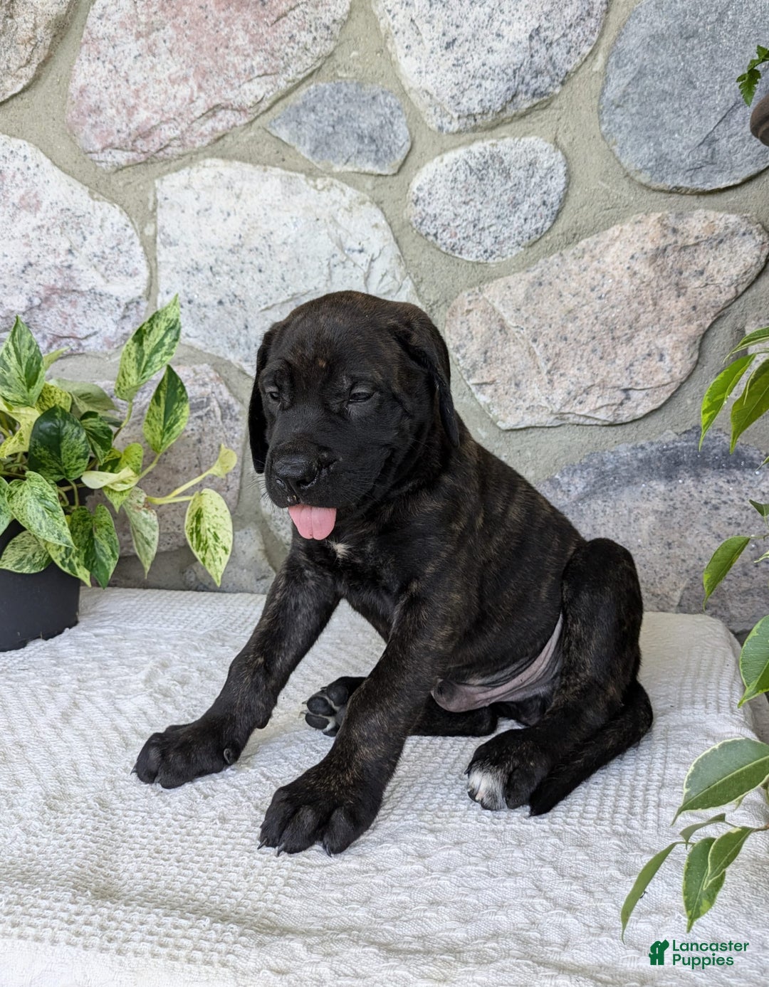 English Mastiff dogs for sale: Berkley - Image 8