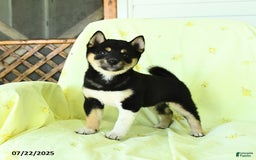 Shiba Inu dogs for sale: Chester - Image 2