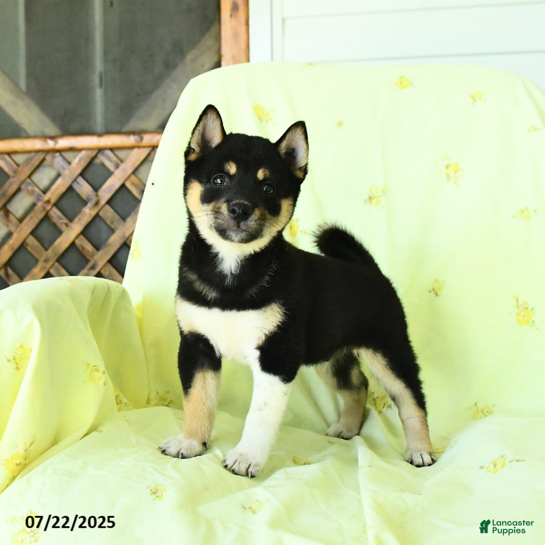 Shiba Inu dogs for sale: Chester - Image 2