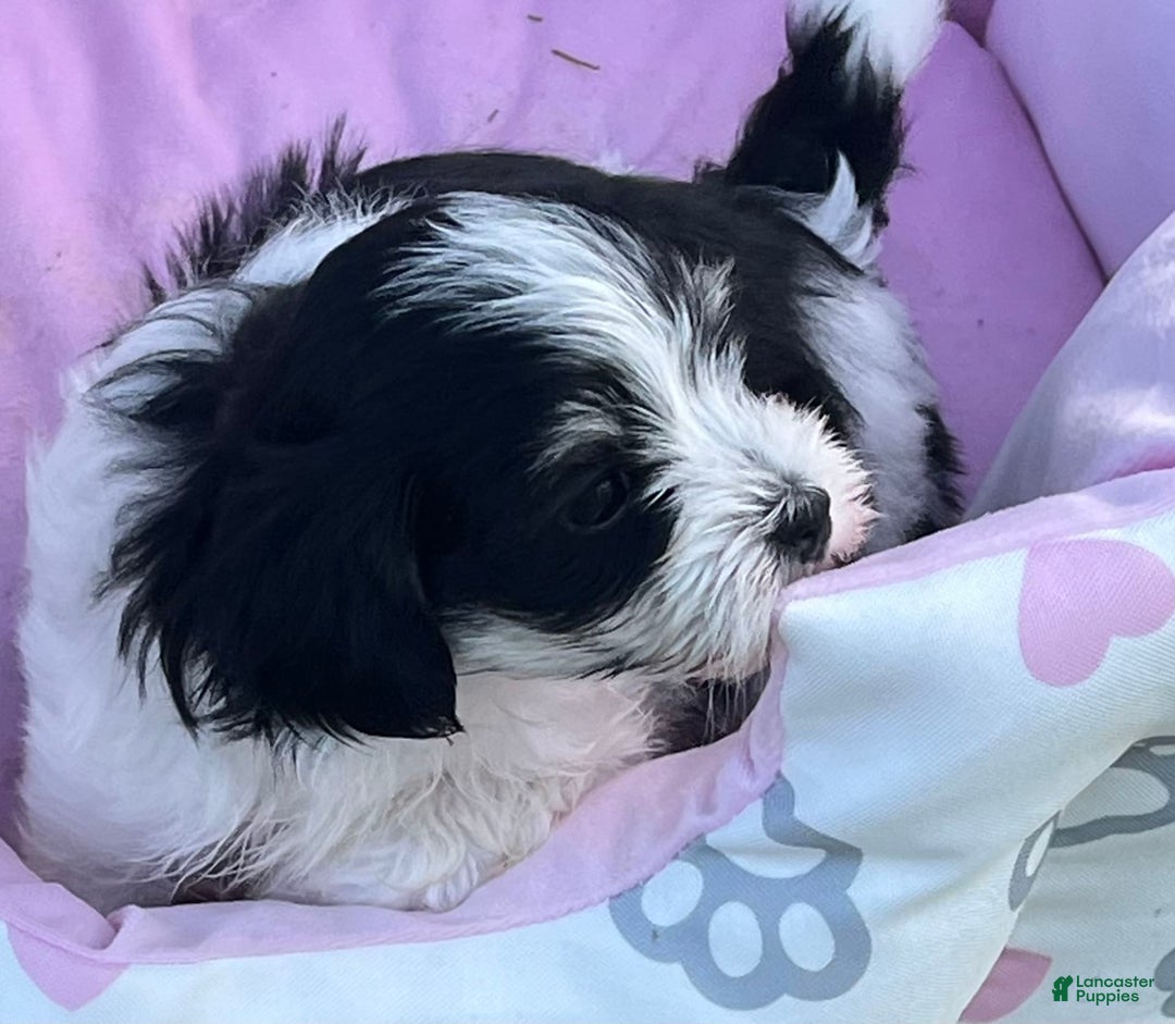 Maltipoo dogs for sale: Hunter - Image 3