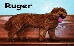 Goldendoodle dogs for sale: Wanda - Image 6