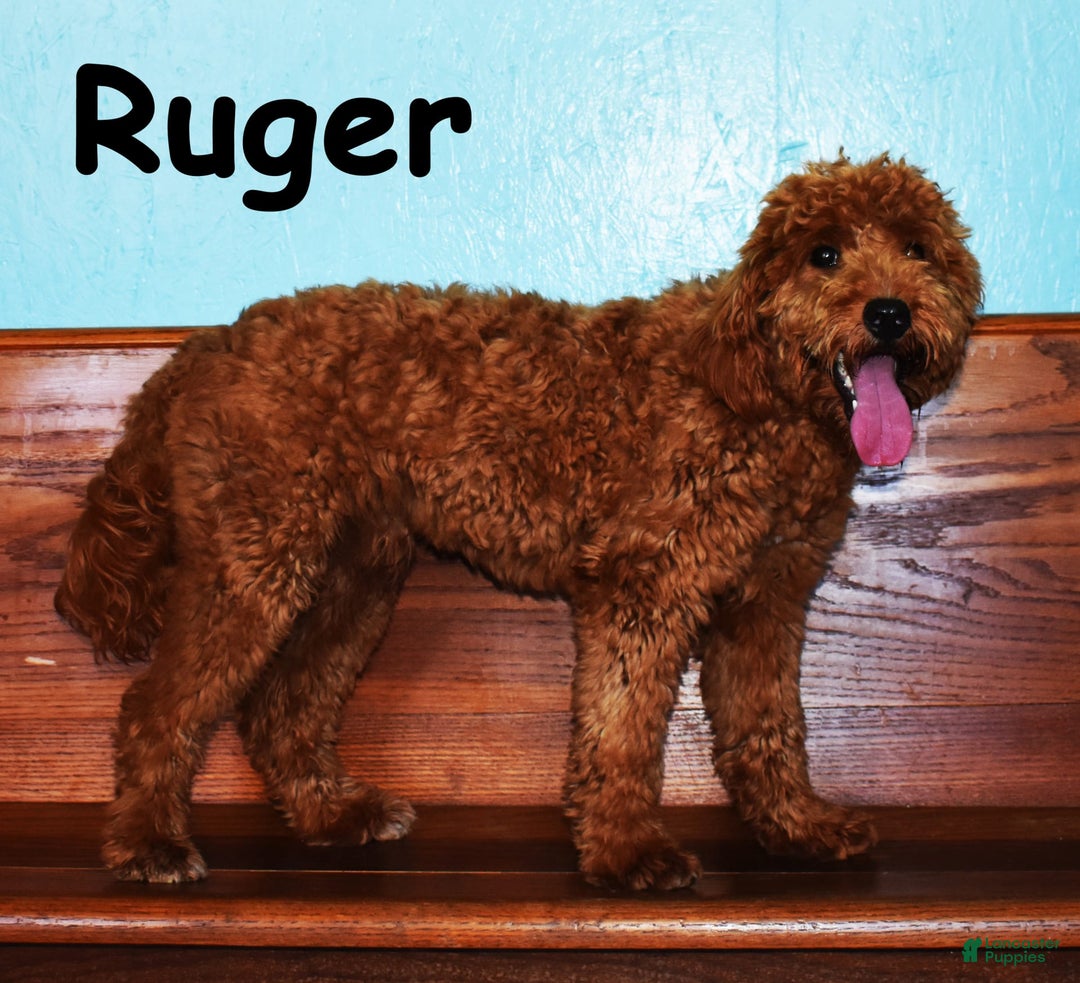 Goldendoodle dogs for sale: Wanda - Image 6