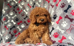 Cockapoo dogs for sale: Dagger - Image 3