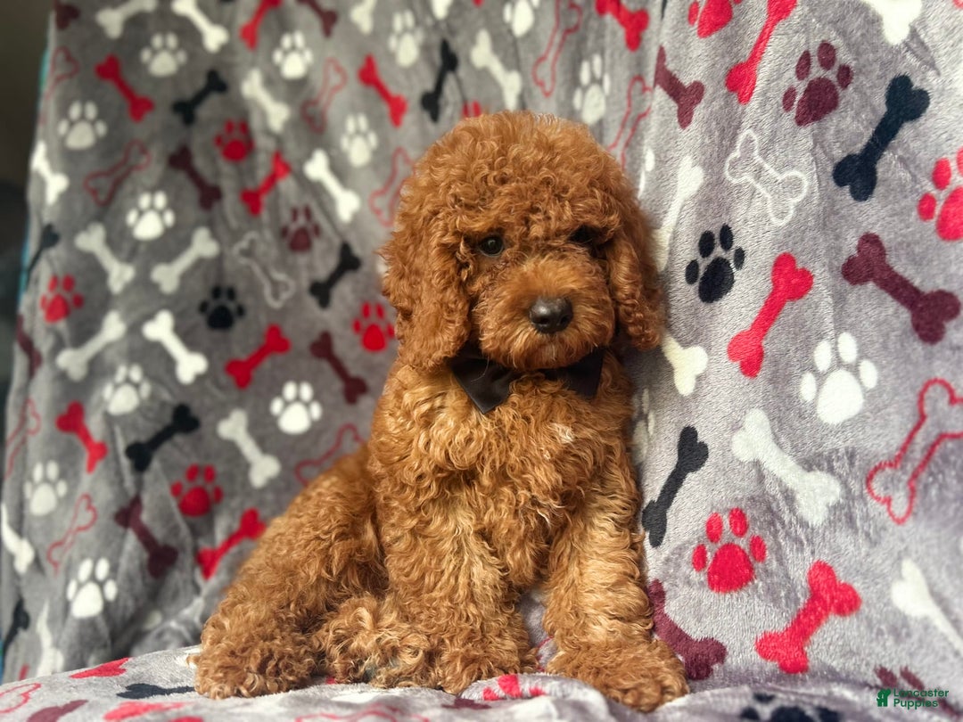 Cockapoo dogs for sale: Dagger - Image 3