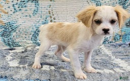 Forever dogs for sale: Quick Deer - Image 1