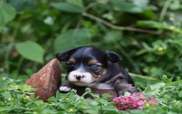 Yorkiepoo dogs for sale: Benny - Image 1