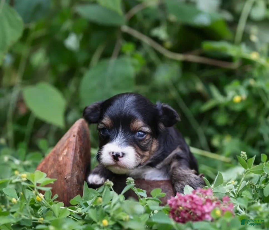 Yorkiepoo dogs for sale: Benny - Image 1