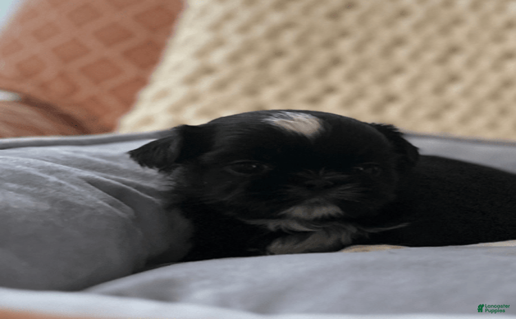 Shih Tzu dogs for sale - Ad 2