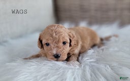 Maltipoo dogs for sale: WAGS - Image 3