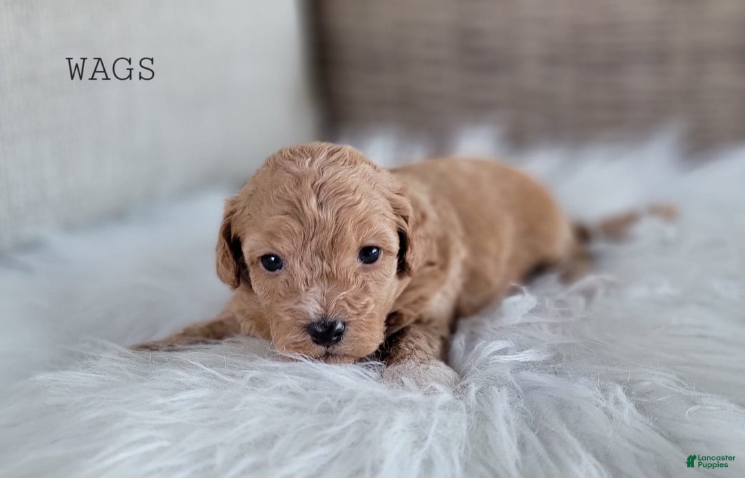 Maltipoo dogs for sale: WAGS - Image 3