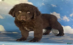 Newfoundland dogs for sale: Champ - Image 9