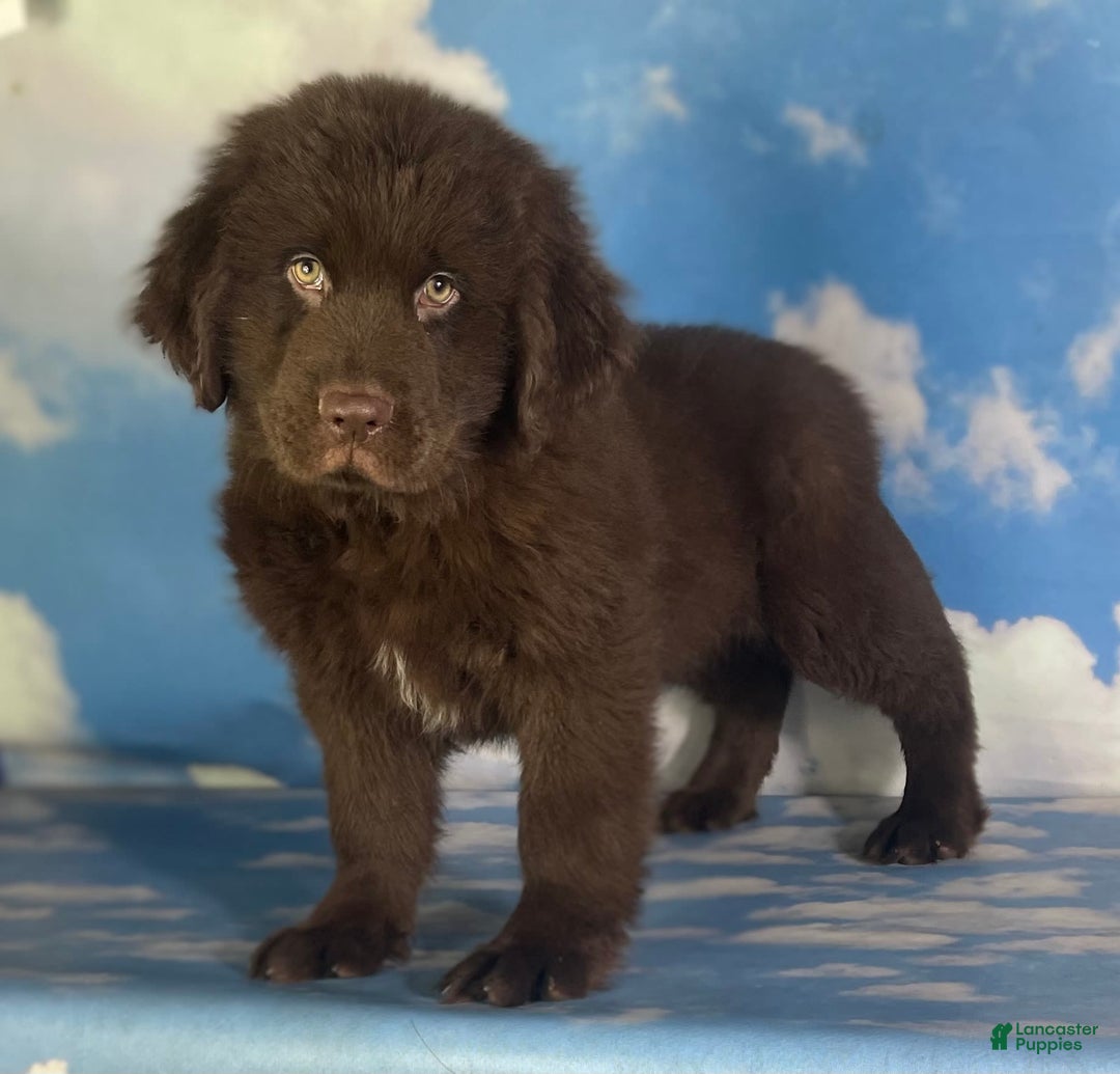 Newfoundland dogs for sale: Champ - Image 9
