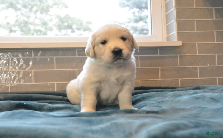 Golden Retriever dogs - Advert 36