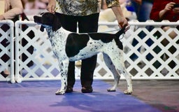 German Shorthaired Pointer dogs for sale: Lacey male - Image 5