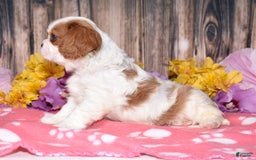 Cavalier King Charles Spaniel dogs for sale: Eclipse - Image 1