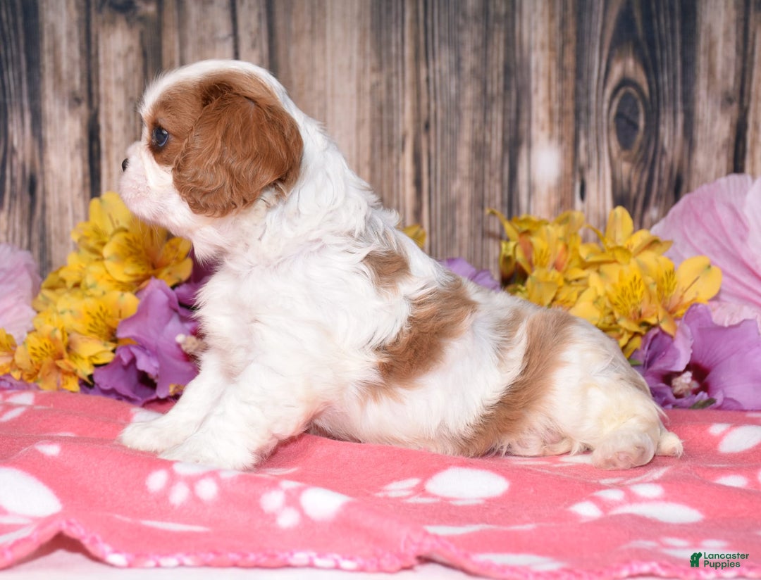 Cavalier King Charles Spaniel dogs for sale: Eclipse - Image 1