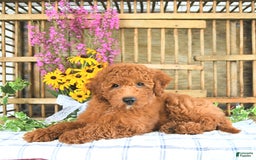 Mini Goldendoodle dogs for sale: Quinn - Image 4