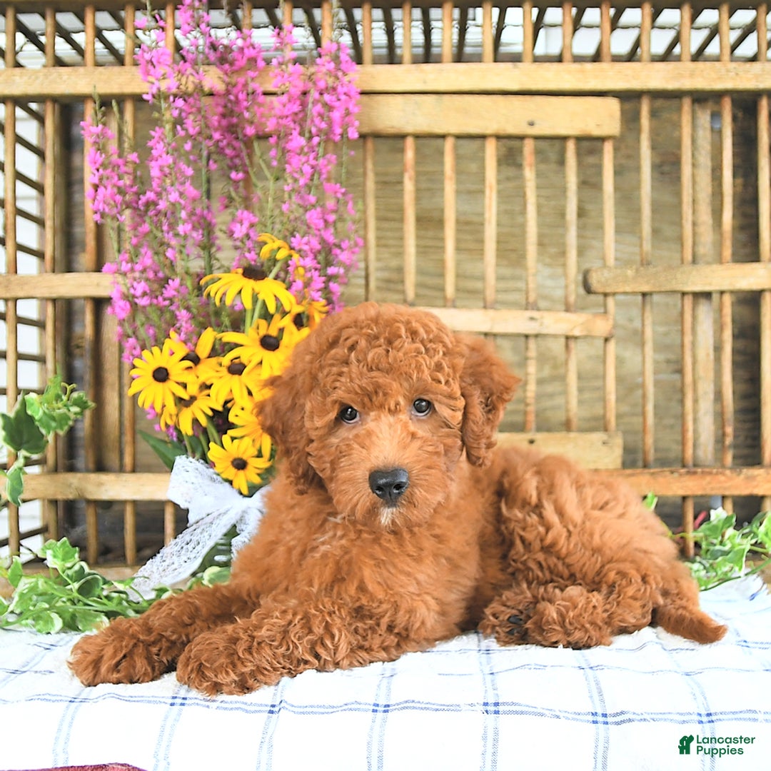 Mini Goldendoodle dogs for sale: Quinn - Image 4