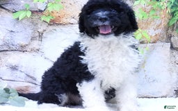 Portuguese Water Dog dogs for sale: Dahlia - Image 1