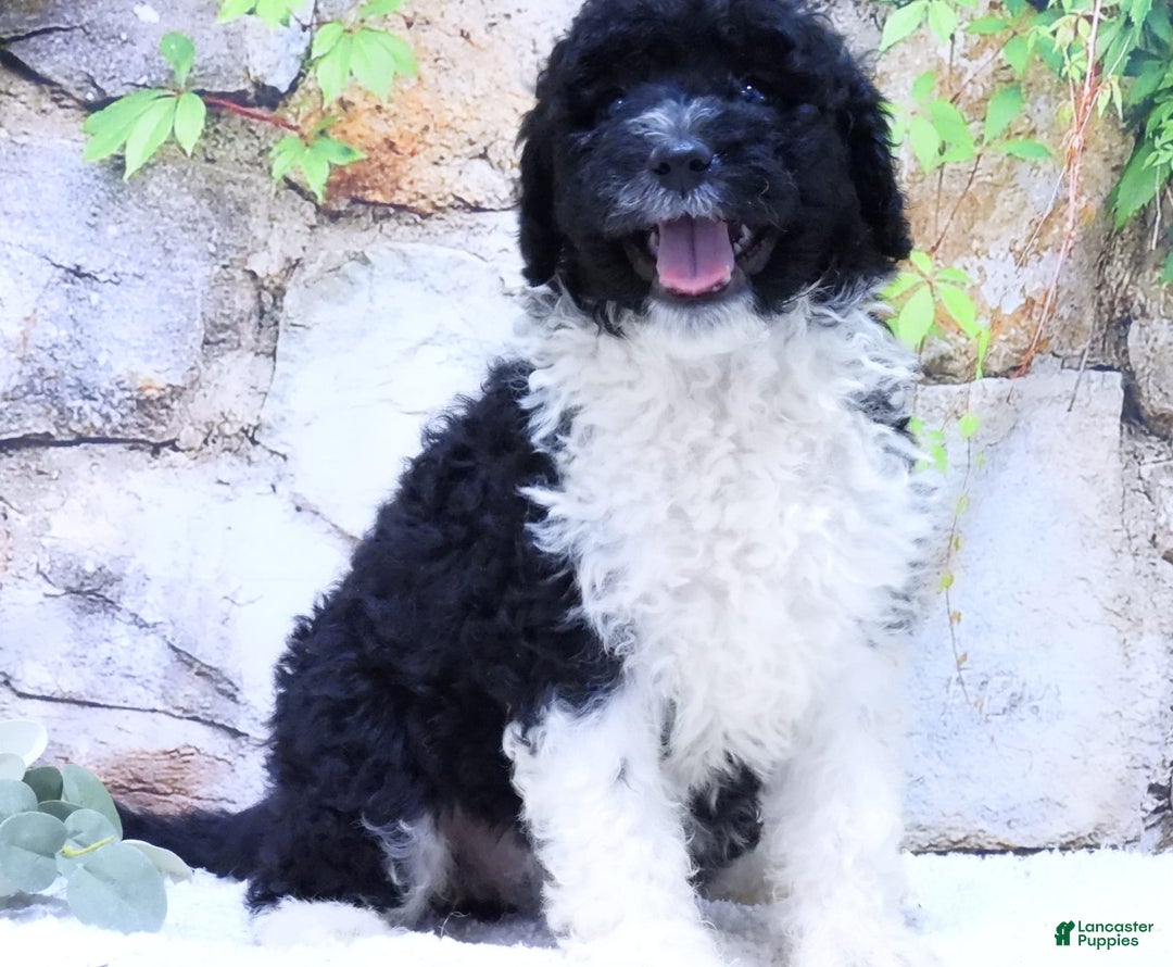 Portuguese Water Dog dogs for sale: Dahlia - Image 1