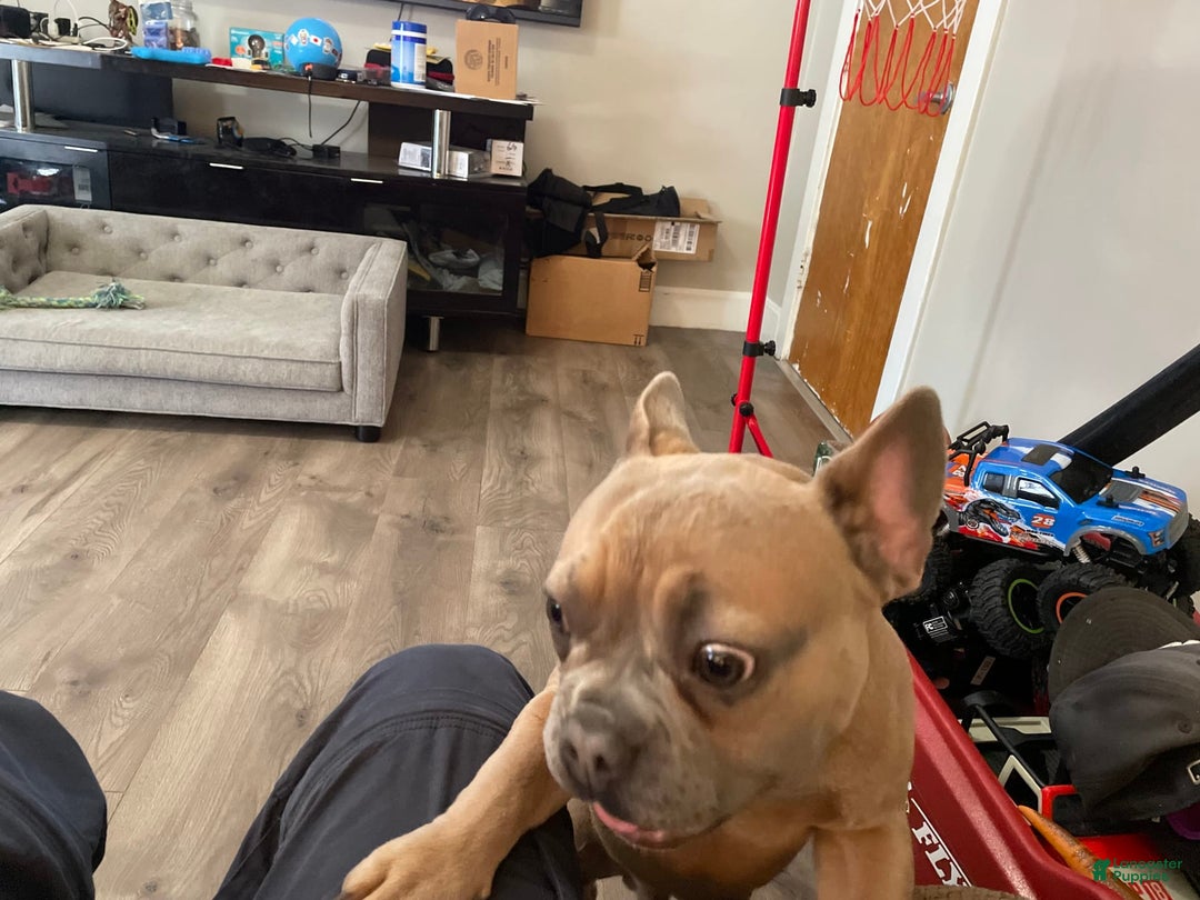 French Bulldog dogs for sale: Dream - Image 4