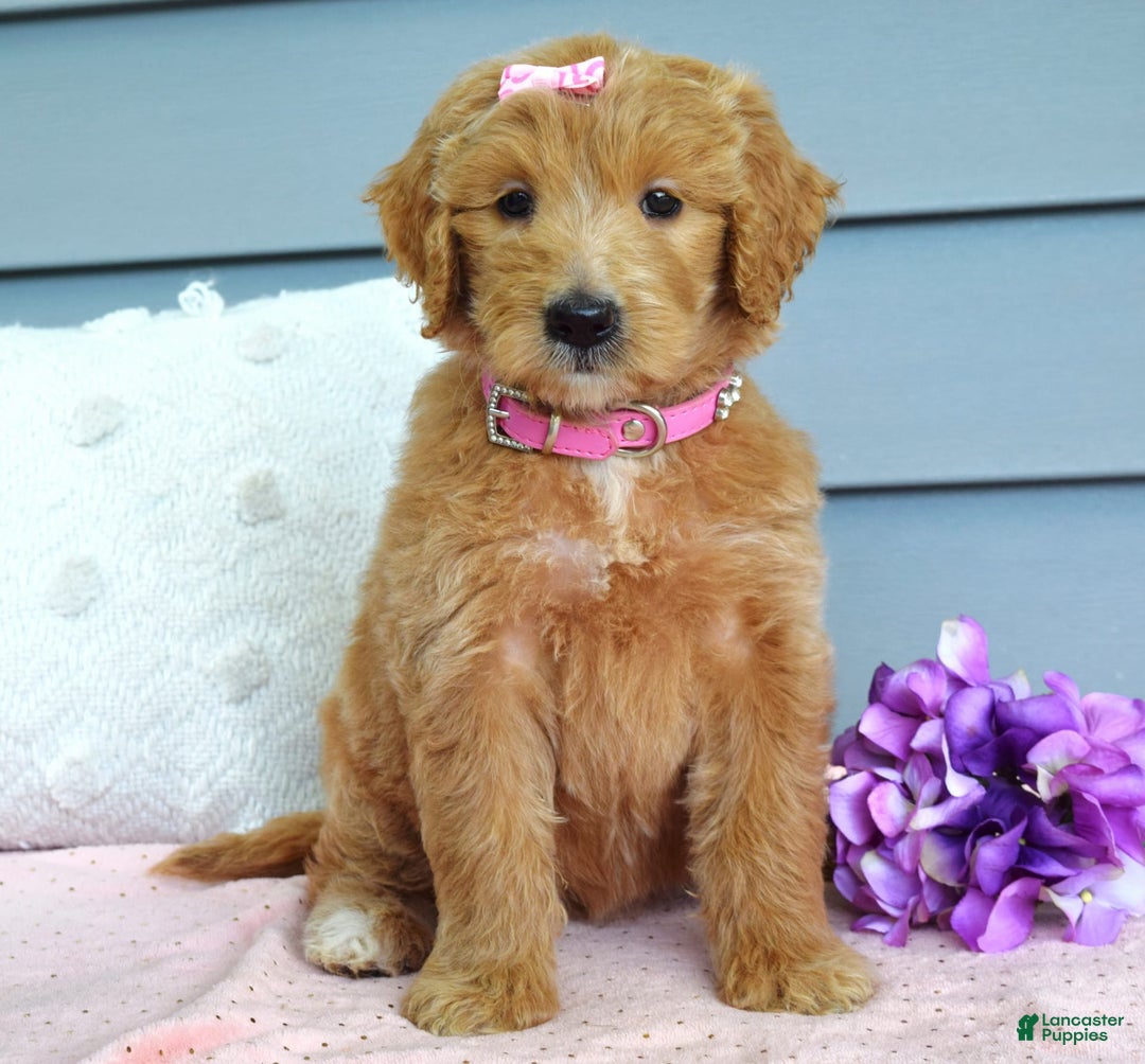 Goldendoodle dogs for sale: Chanel - Image 1