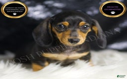 Miniature Dachshund dogs for sale: Susie - Image 1